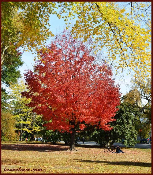 Autumn Colors - Photograph by Laura Lecce