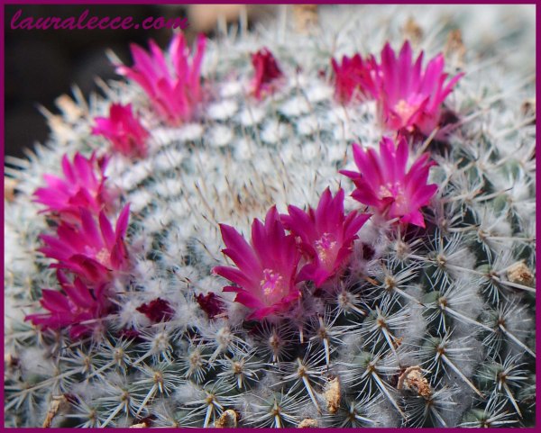 Cactus Flowers - Photograph by Laura Lecce
