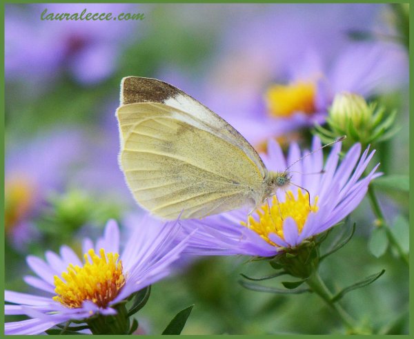 New England Aster - Photograph by Laura Lecce