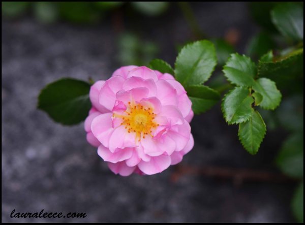 Simply a Rose - Photograph by Laura Lecce