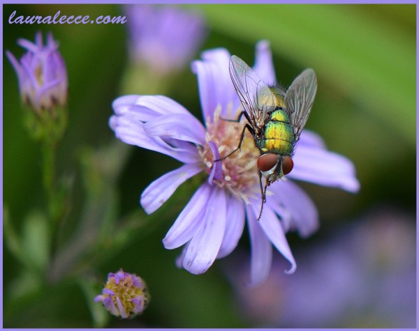 A Flower and a Fly - Photograph by Laura Lecce