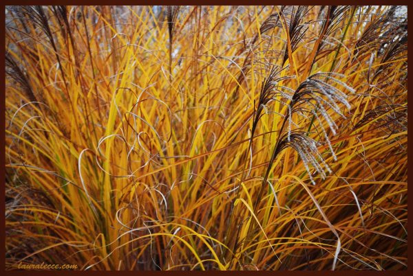 Autumn Grass - Photograph by Laura Lecce