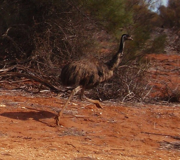 In case you missed him