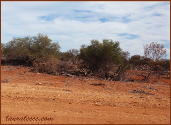 Spot the Emu - Photograph by Laura Lecce