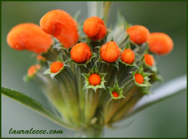 Lions Tail - Photograph by Laura Lecce