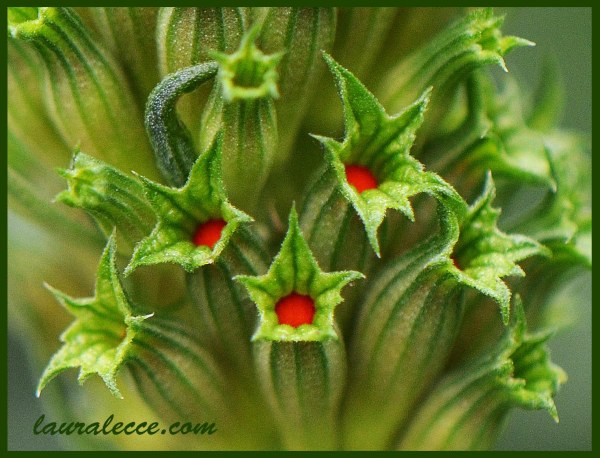 Leonotis leanurus - Photograph by Laura Lecce