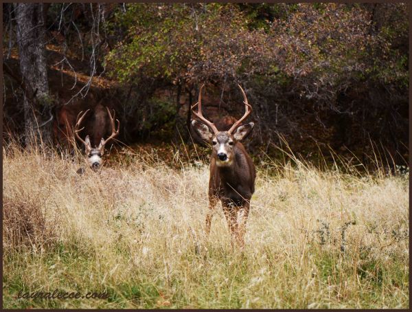 The deer imposter - Photograph by Laura Lecce