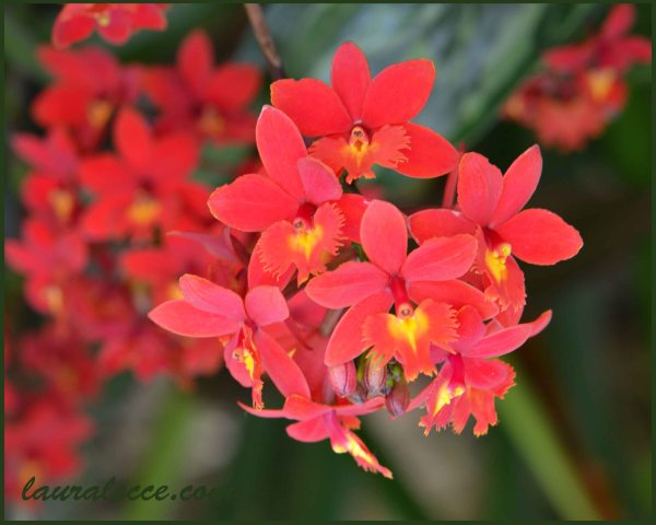 Epidendrum - Photograph by Laura Lecce