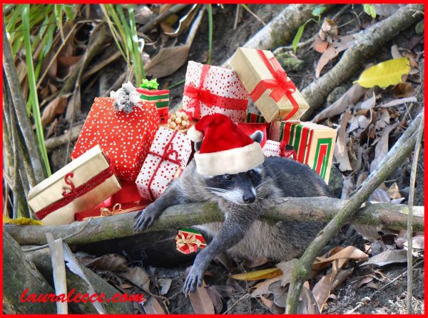 A lazy Christmas - Photograph by Laura Lecce