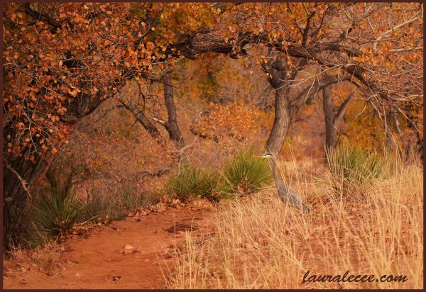 Heron under tree arch - Photograph by Laura Lecce