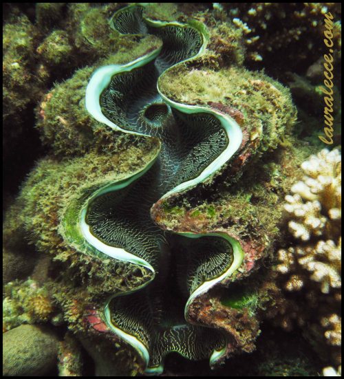Psychedelic Clam - Photograph by Laura Lecce