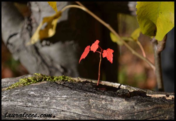 Survival against all odds - Photograph by Laura Lecce