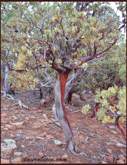 The bleeding bush - Photograph by Laura Lecce