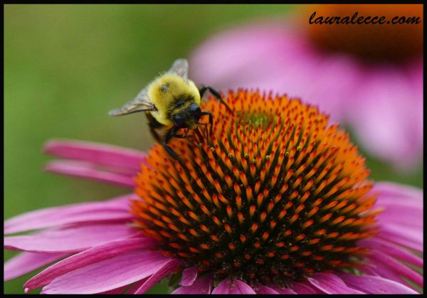 Echinacea with a Bee - Photograph by Laura Lecce