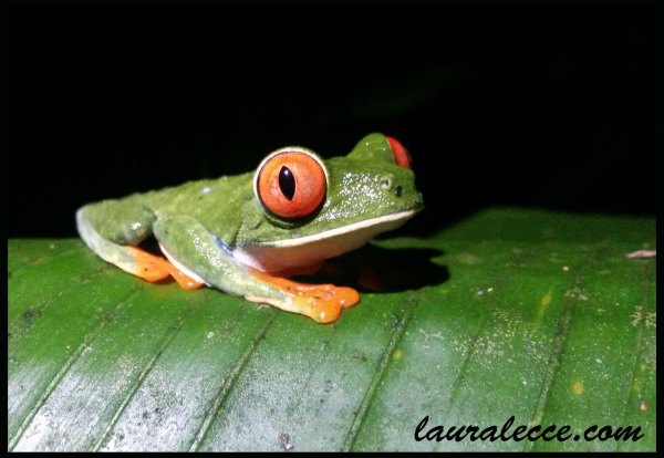 Red-eyed tree frog - Photograph by Laura Lecce