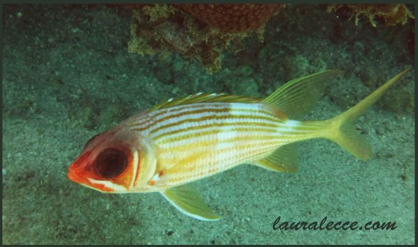 Squirrelfish wants to be friends - Photograph by Laura Lecce