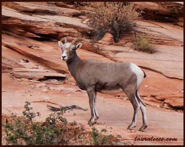 Bighorn Sheep - Photograph by Laura Lecce