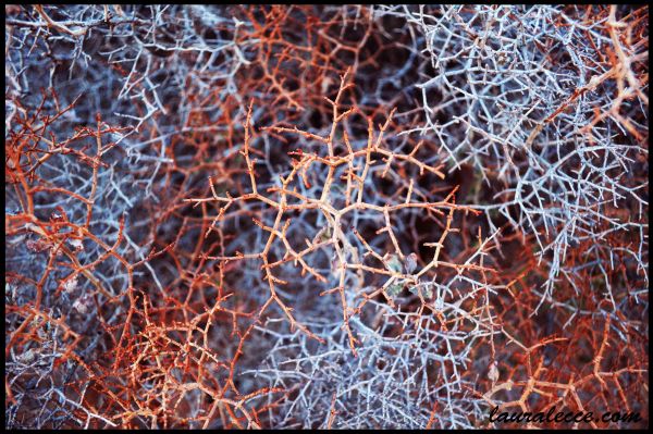 Science mimics nature - Photograph by Laura Lecce